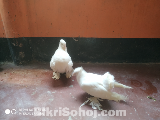 কবুতর